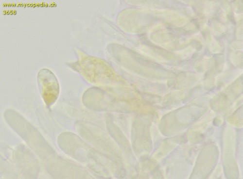 Phloeomana speirea - 2sporige Basidien - 