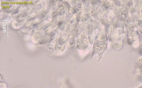 Phloeomana speirea - 2sporige Basidien - 