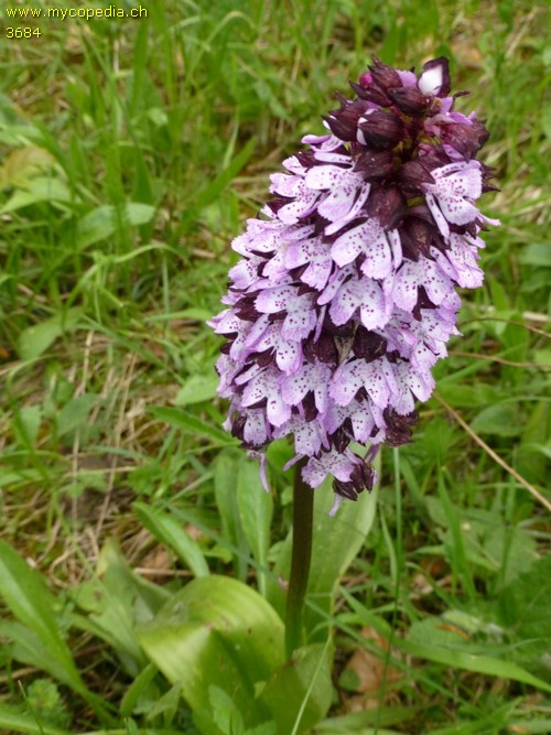 Orchis purpurea spp. purpurea - 