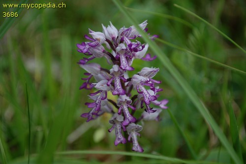 Orchis militaris - 