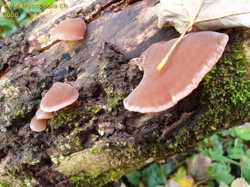 Auricularia auricula-judae - 