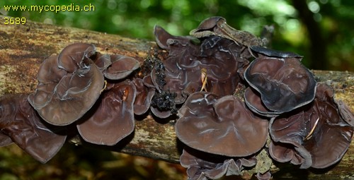 Auricularia auricula-judae - 