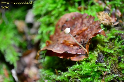 Mycena adscendens - 