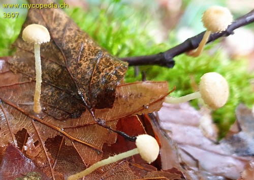 Mycena adscendens - 