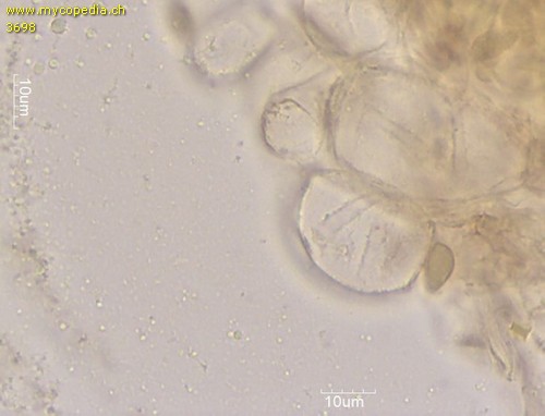 Mycena adscendens - HDS mit blasigen Zellen - Melzers  - 