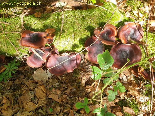 Polyporus badius - 