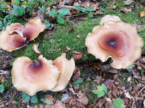 Polyporus badius - 