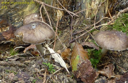 Pluteus cervinus - 