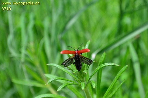 Pyrochroa coccinea - 