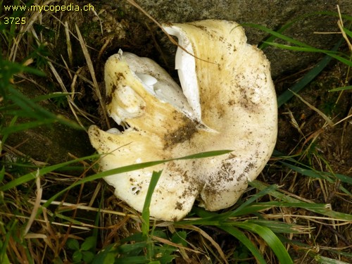 Russula delica - 