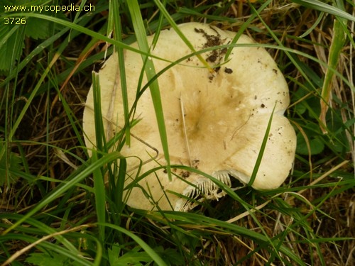 Russula delica - 