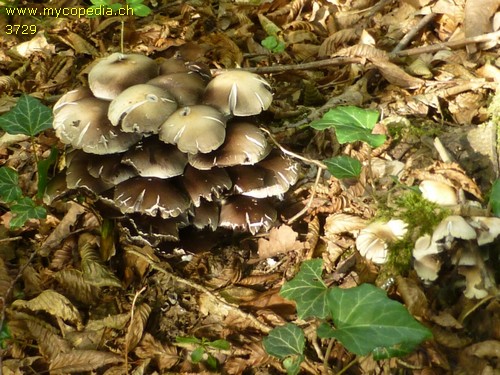 Psathyrella leucotephra - 