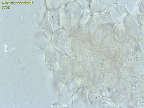 Psathyrella leucotephra - HDS - Wasser  - 