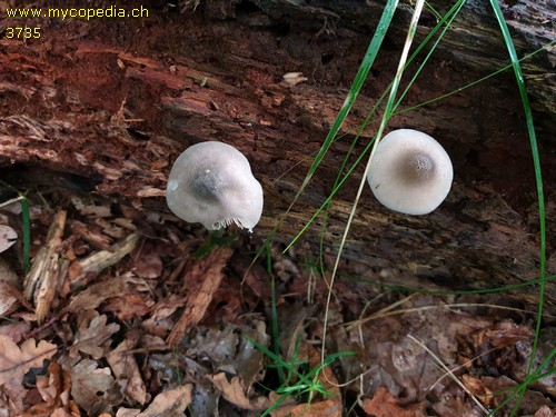 Pluteus salicinus - 