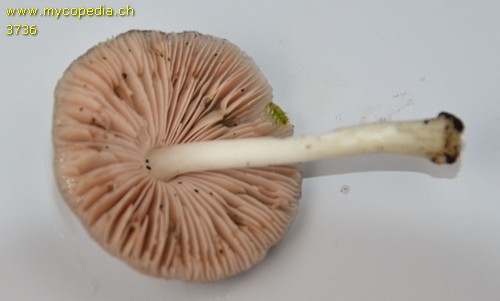 Pluteus salicinus - 