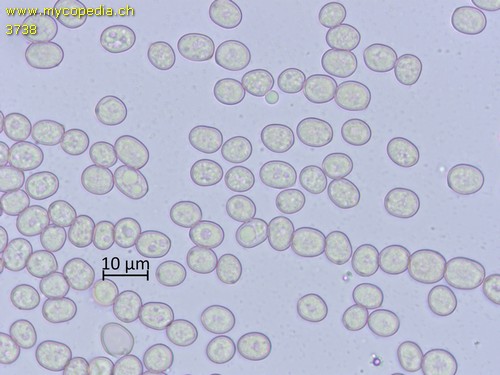 Pluteus salicinus - Sporen - 