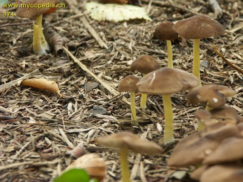 Pluteus romellii - 