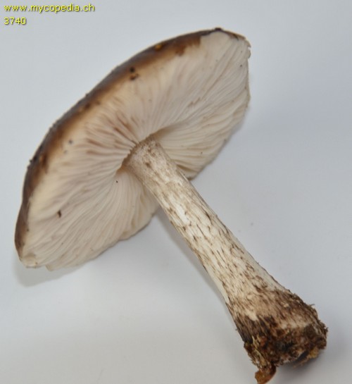 Pluteus cervinus - 