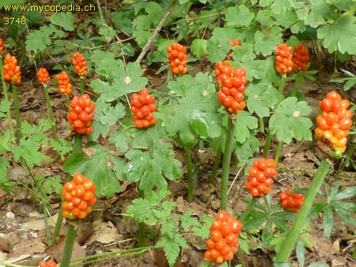 Arum maculatum - 