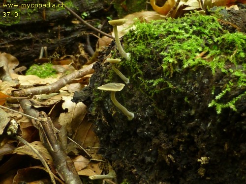 Simocybe centunculus - 