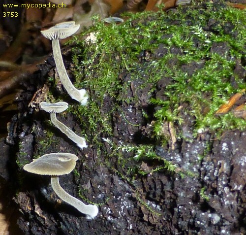 Simocybe centunculus - 