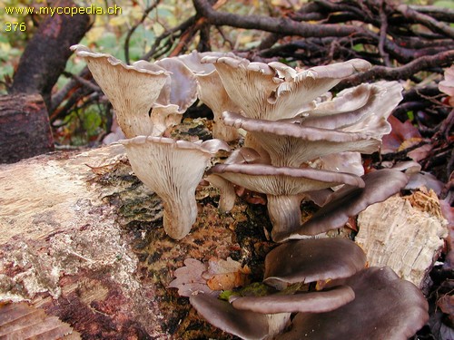 Pleurotus ostreatus - 