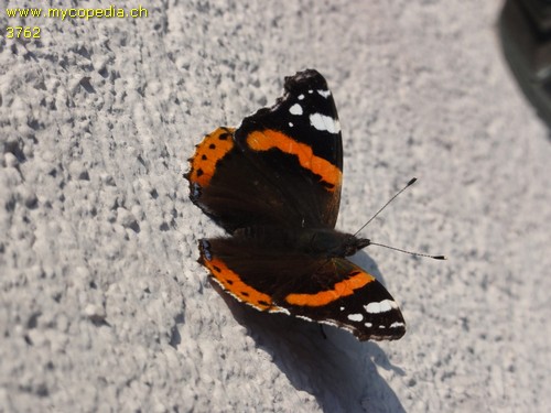 Vanessa atalanta - 