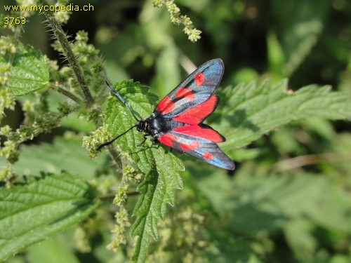 Zygaena trifoli - 