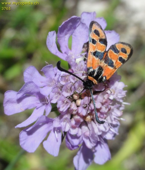 Zygaena fausta - 