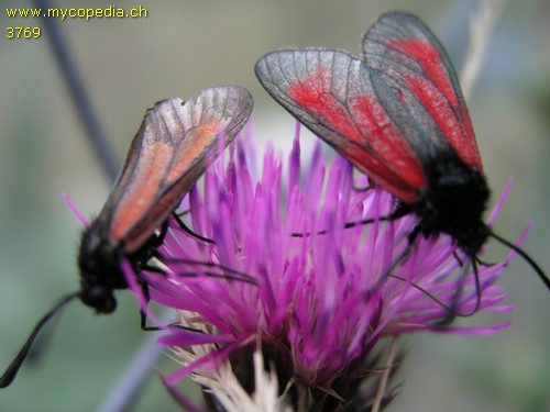 Zygaena purpuralis - 