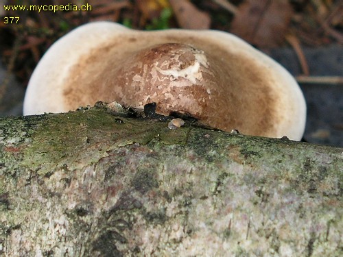 Piptoporus betulinus - 