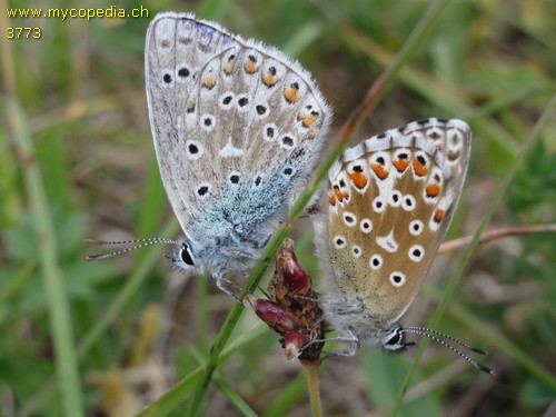 Polyommatus icarus - 