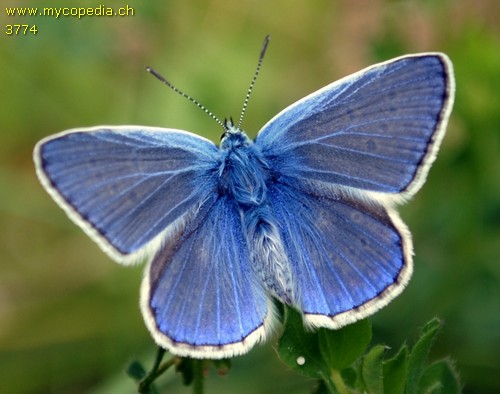 Polyommatus icarus - 