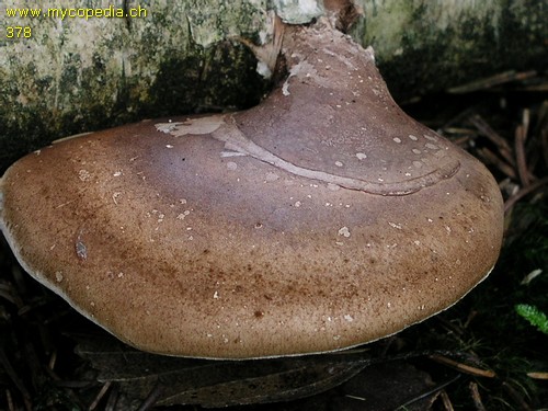 Piptoporus betulinus - 