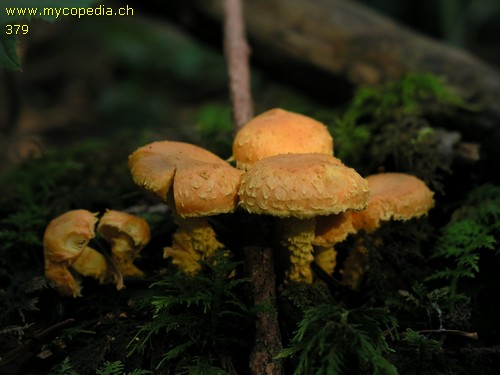 Pholiota flammans - 