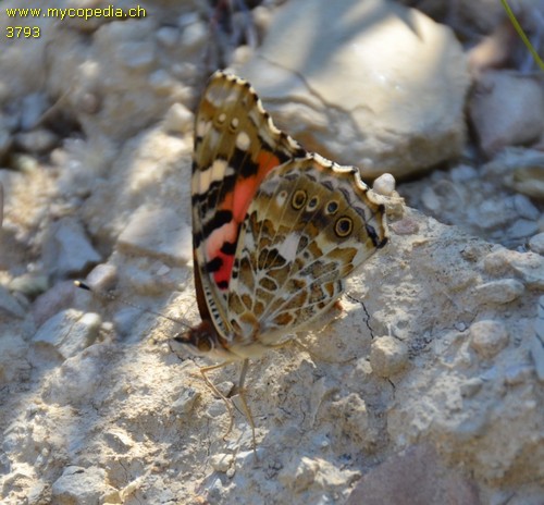 Vanessa atalanta - 