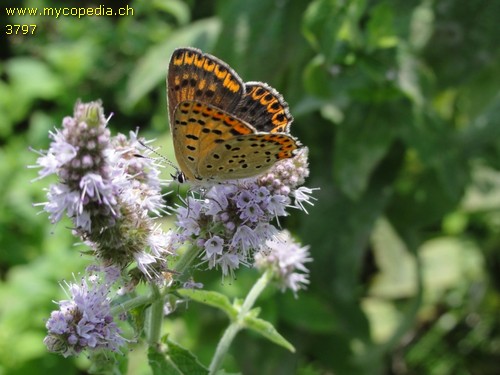 Lycaena tityrus - 