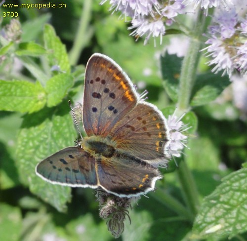 Lycaena tityrus - 