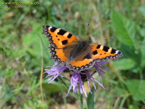 Aglais urticae - 