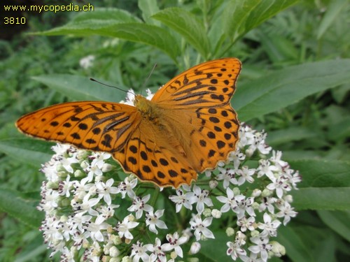 Argynnis paphia - 