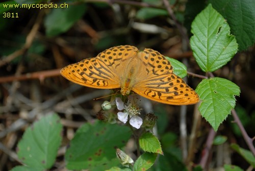 Argynnis paphia - 