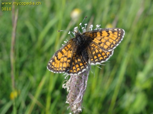 Melitaea - 