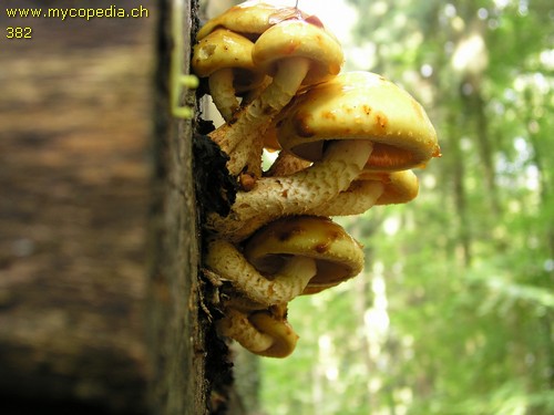 Pholiota adiposa - 