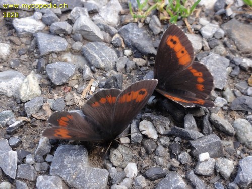 Erebia aethiops - 