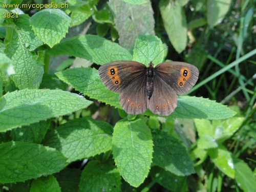 Erebia aethiops - 