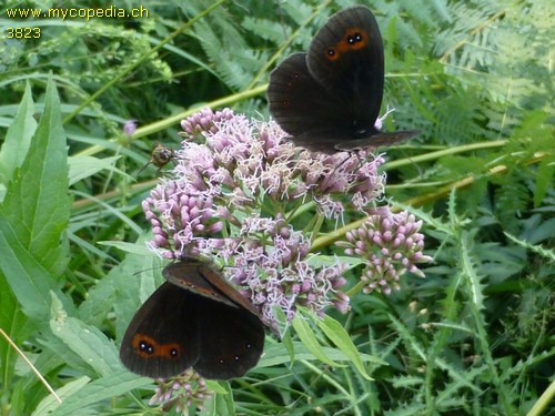 Erebia aethiops - 