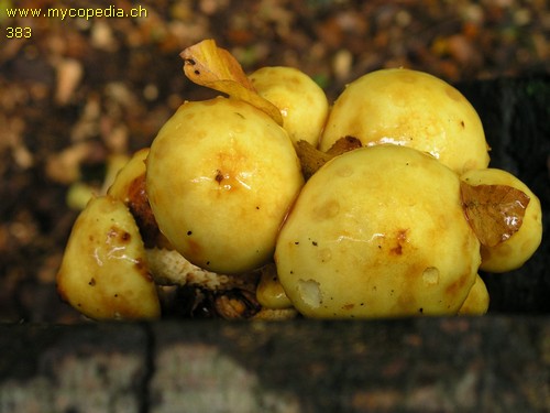 Pholiota adiposa - 