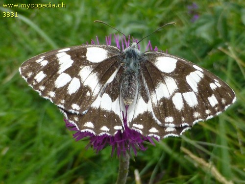 Melanargia galathea - 