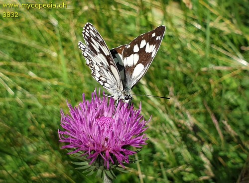 Melanargia galathea - 