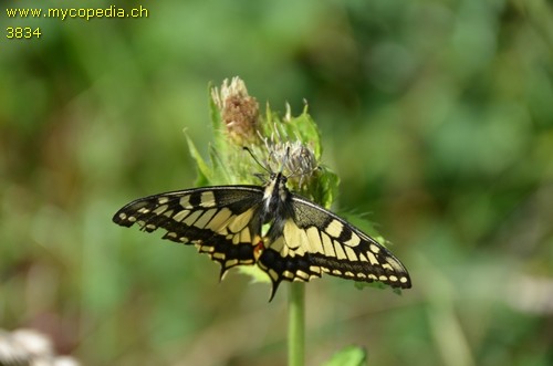 Papillo machaon - 